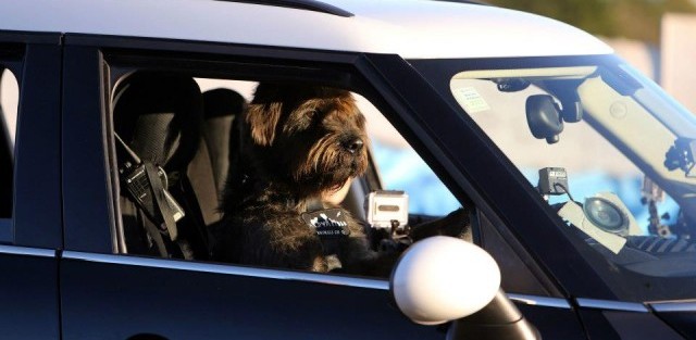 chien, driving dog, conduire, mini, countryman, mini countryman, nouvelle zélande