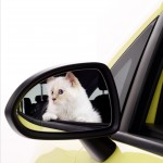 karl lagerfeld, choupette, chat, calendrier, opel, corsa, calendrier opel