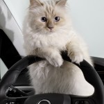 karl lagerfeld, choupette, chat, calendrier, opel, corsa, calendrier opel