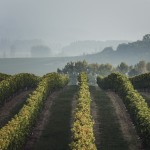 rallye des grands crus, vin, oenologie, bourgogne, rallye de regularite, rallye auto, route des grands crus