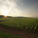 rallye des grands crus, vin, oenologie, bourgogne, rallye de regularite, rallye auto, route des grands crus